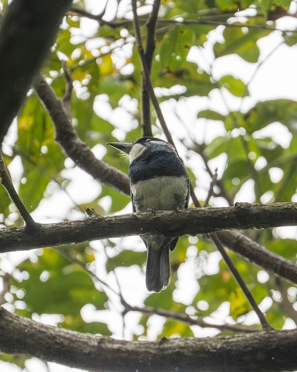 Black-breasted Puffbird - ML646193625