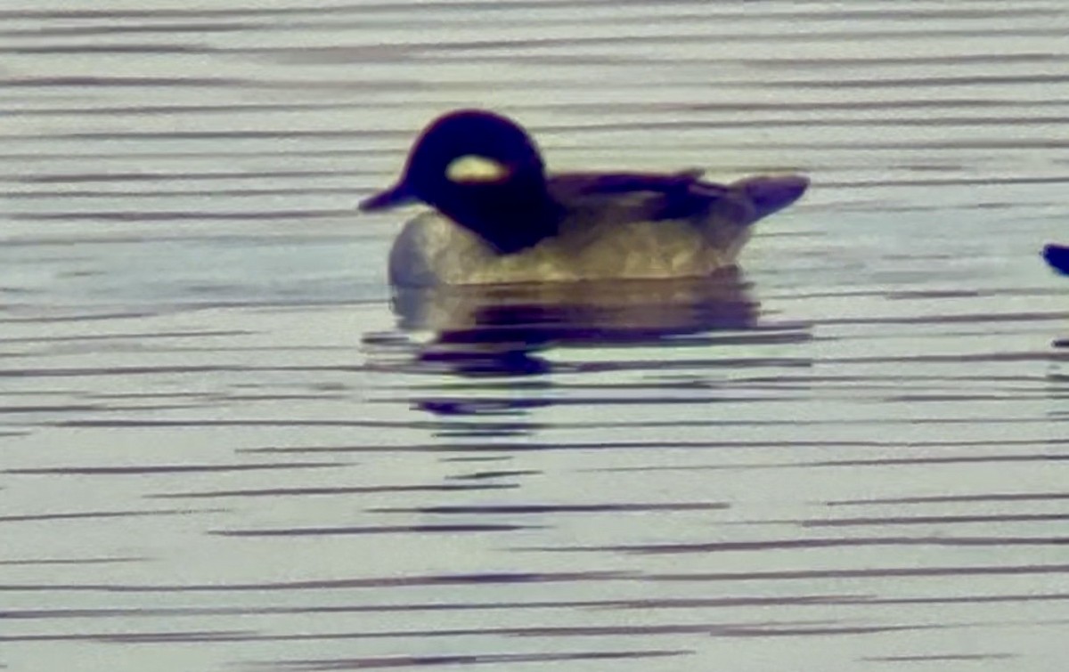 Bufflehead - ML646193627