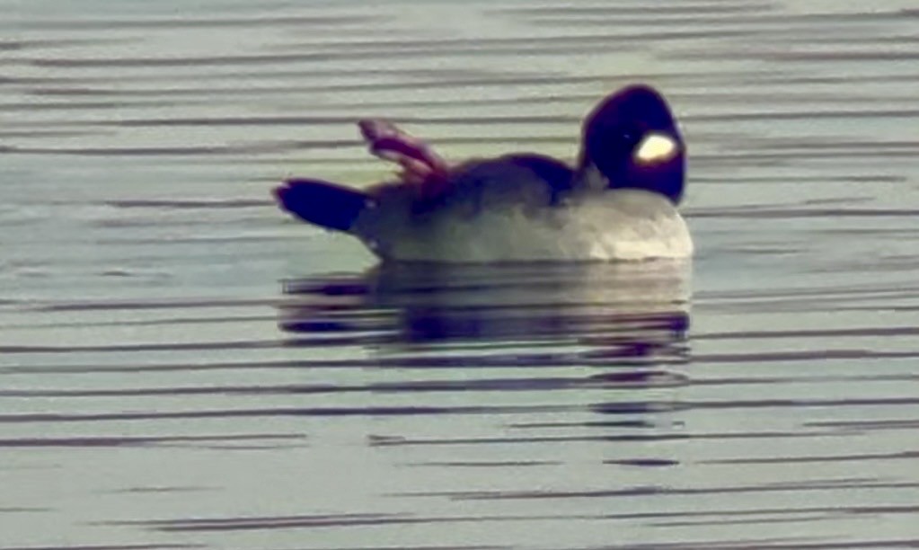 Bufflehead - ML646193628