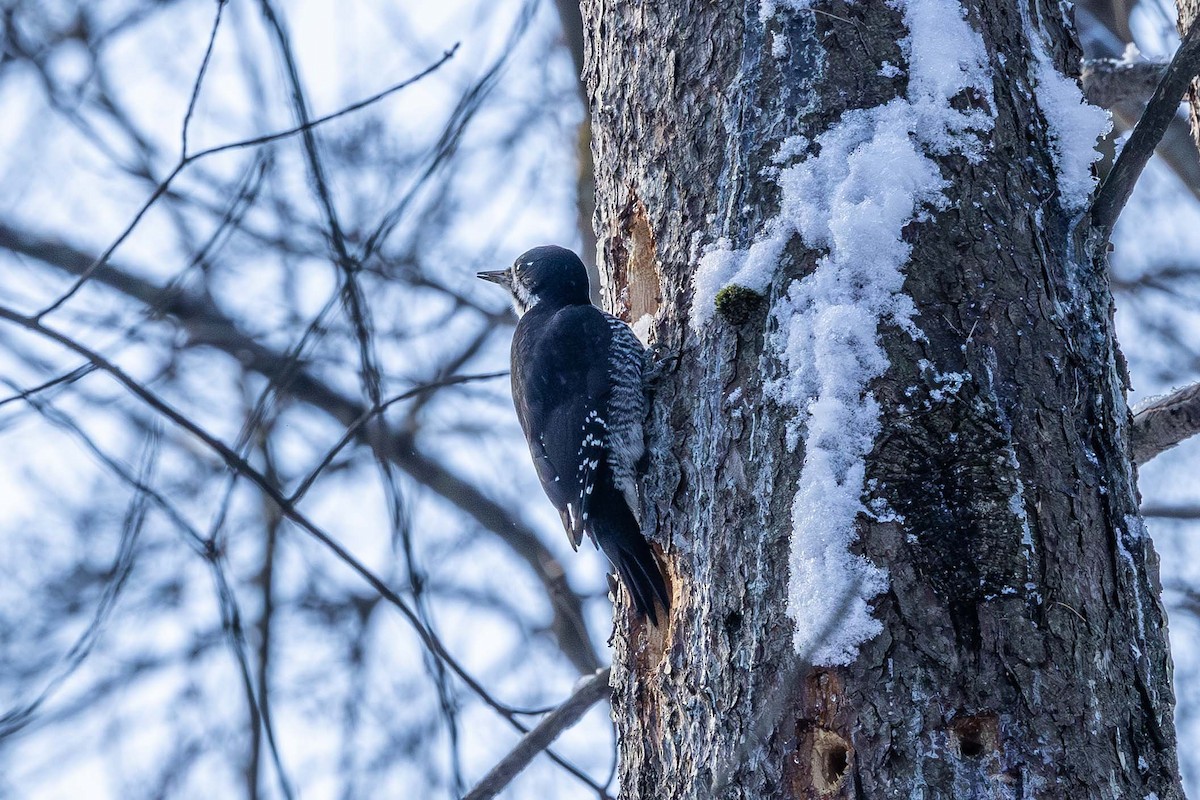 Black-backed Woodpecker - ML646193629