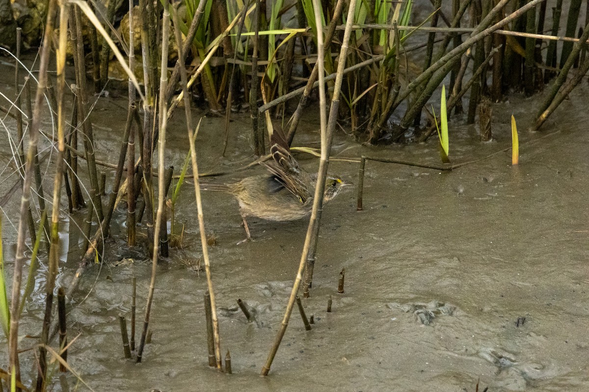 Seaside Sparrow - ML646193636