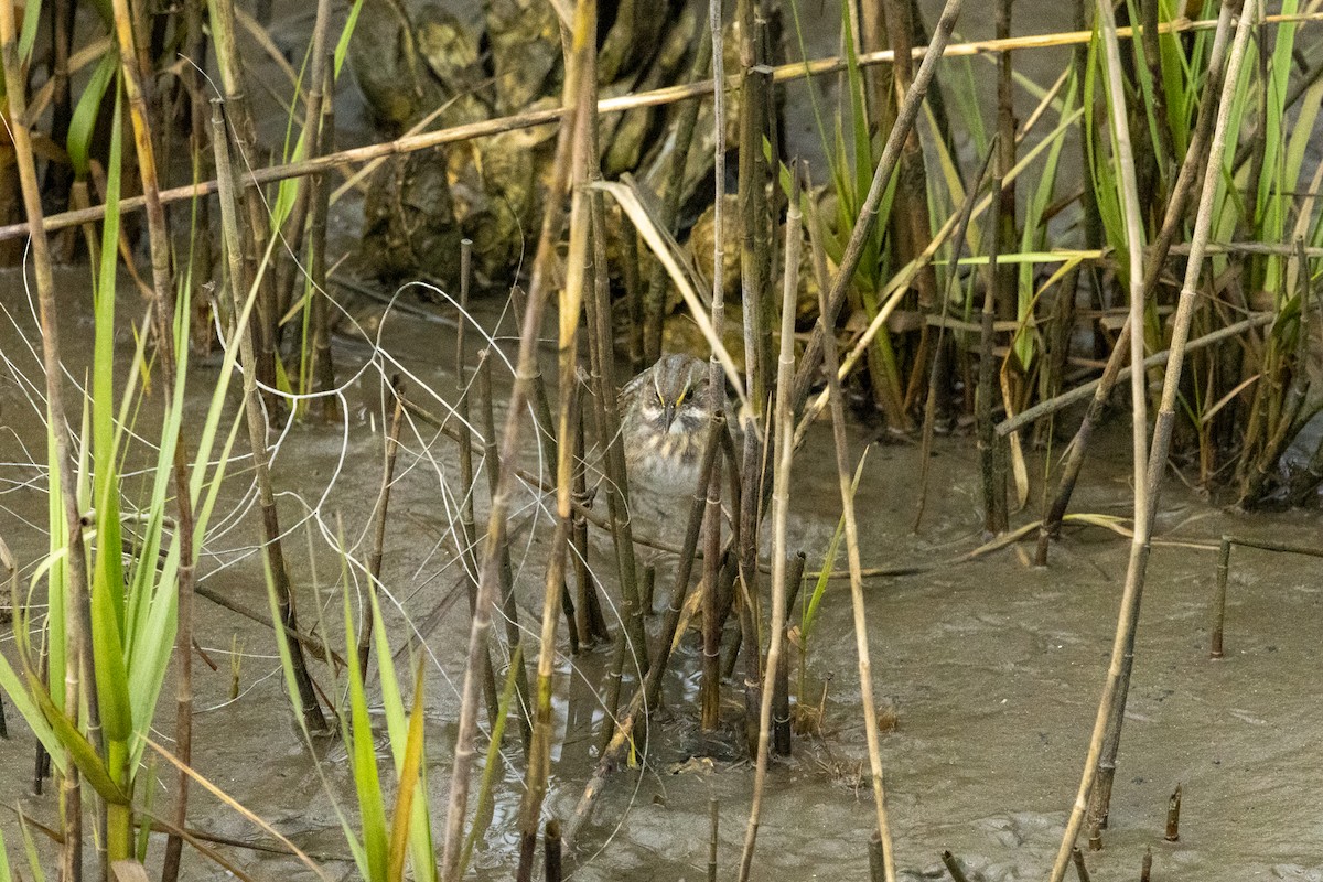 Seaside Sparrow - ML646193637