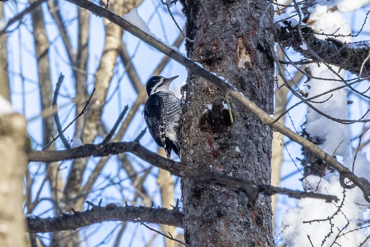 Black-backed Woodpecker - ML646193638