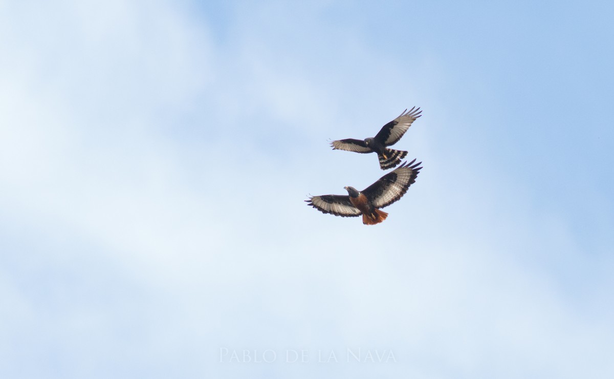 Jackal Buzzard - ML646193639