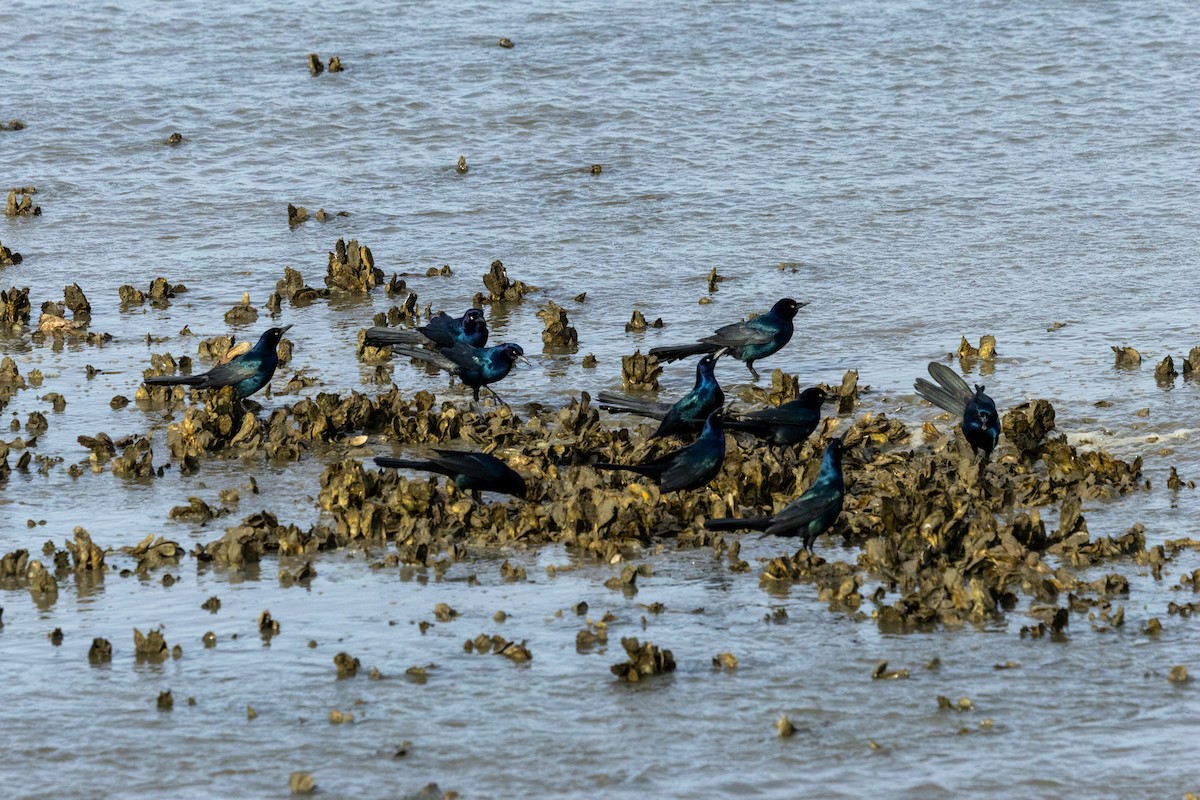 Boat-tailed Grackle - ML646193640