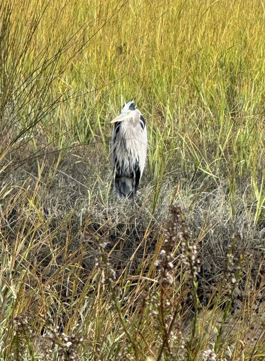 Amerika Gri Balıkçılı - ML646193653