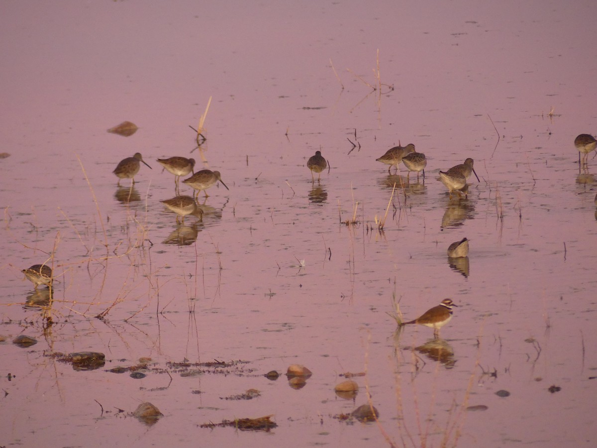 Long-billed Dowitcher - ML646193655
