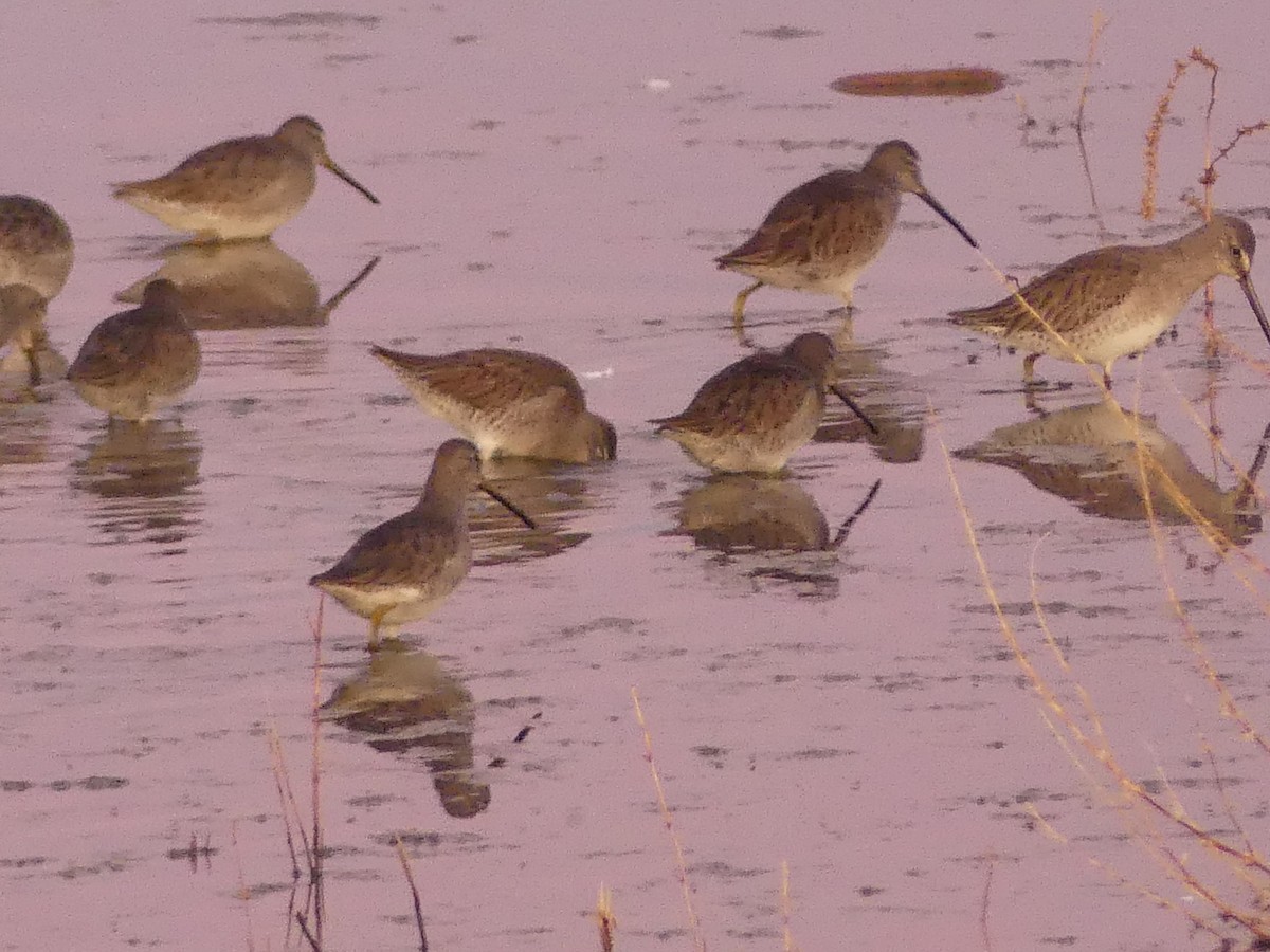 Long-billed Dowitcher - ML646193657