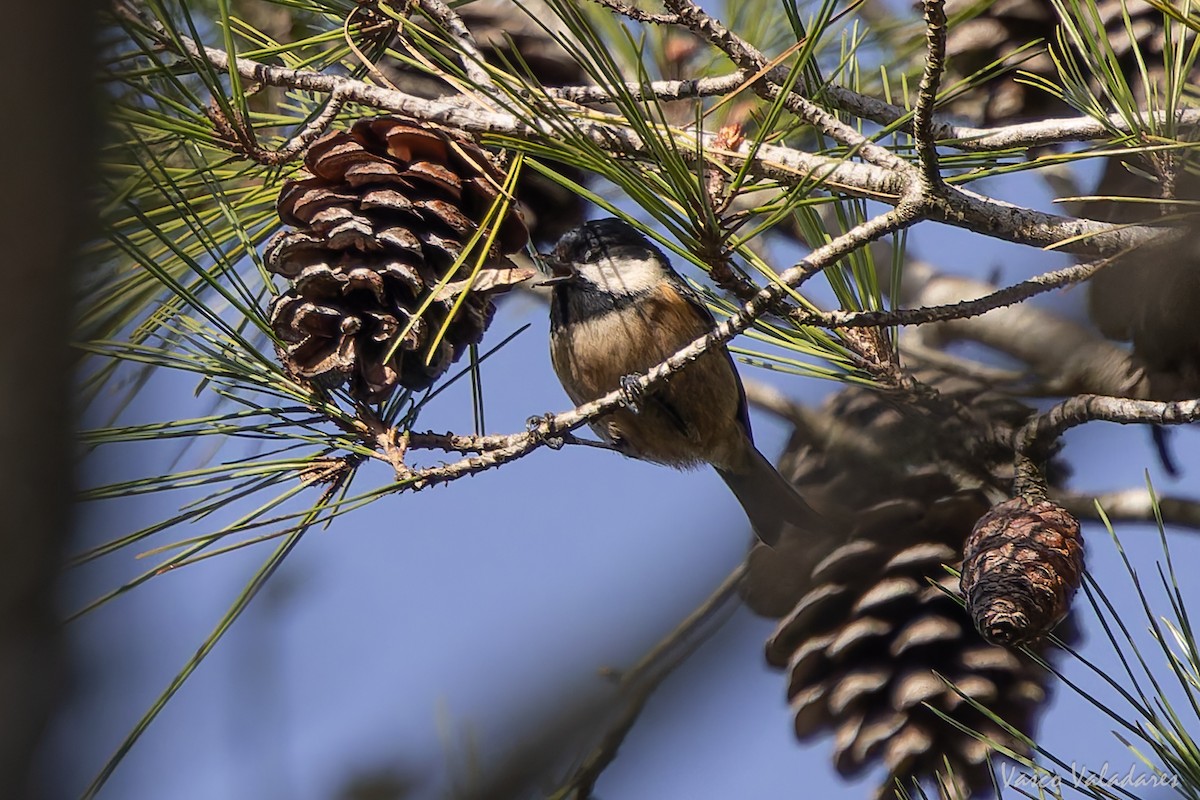 sýkora uhelníček - ML646193660