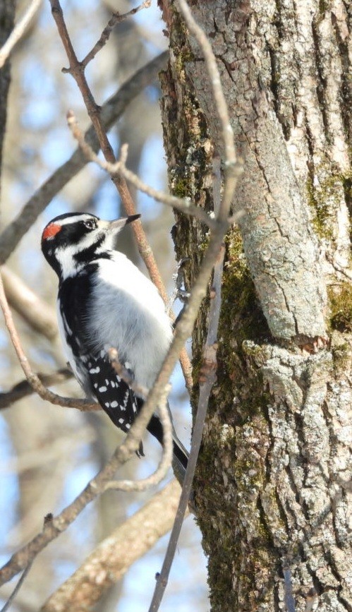 Hairy Woodpecker - ML646193662