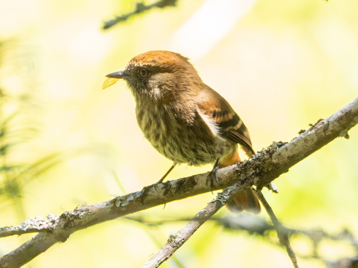 Blue-billed Black-Tyrant - ML646193663