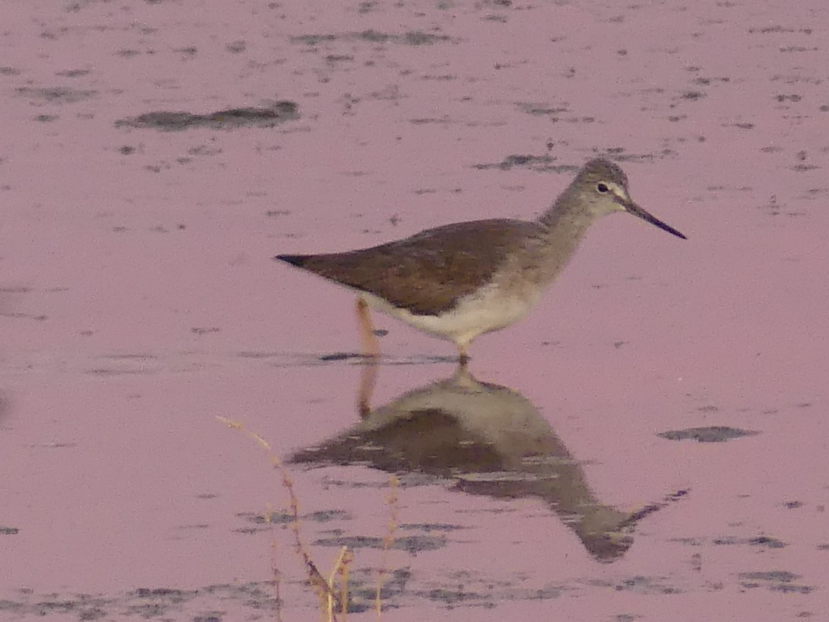 Greater Yellowlegs - ML646193664