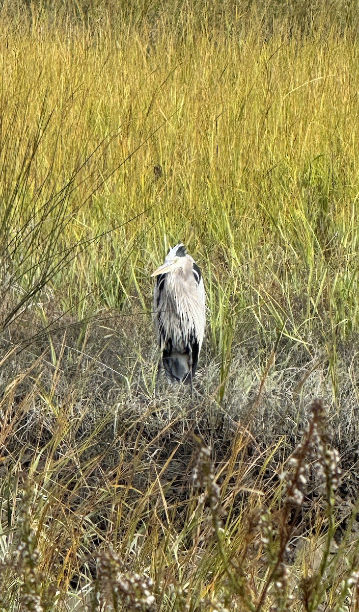 Amerika Gri Balıkçılı - ML646193665