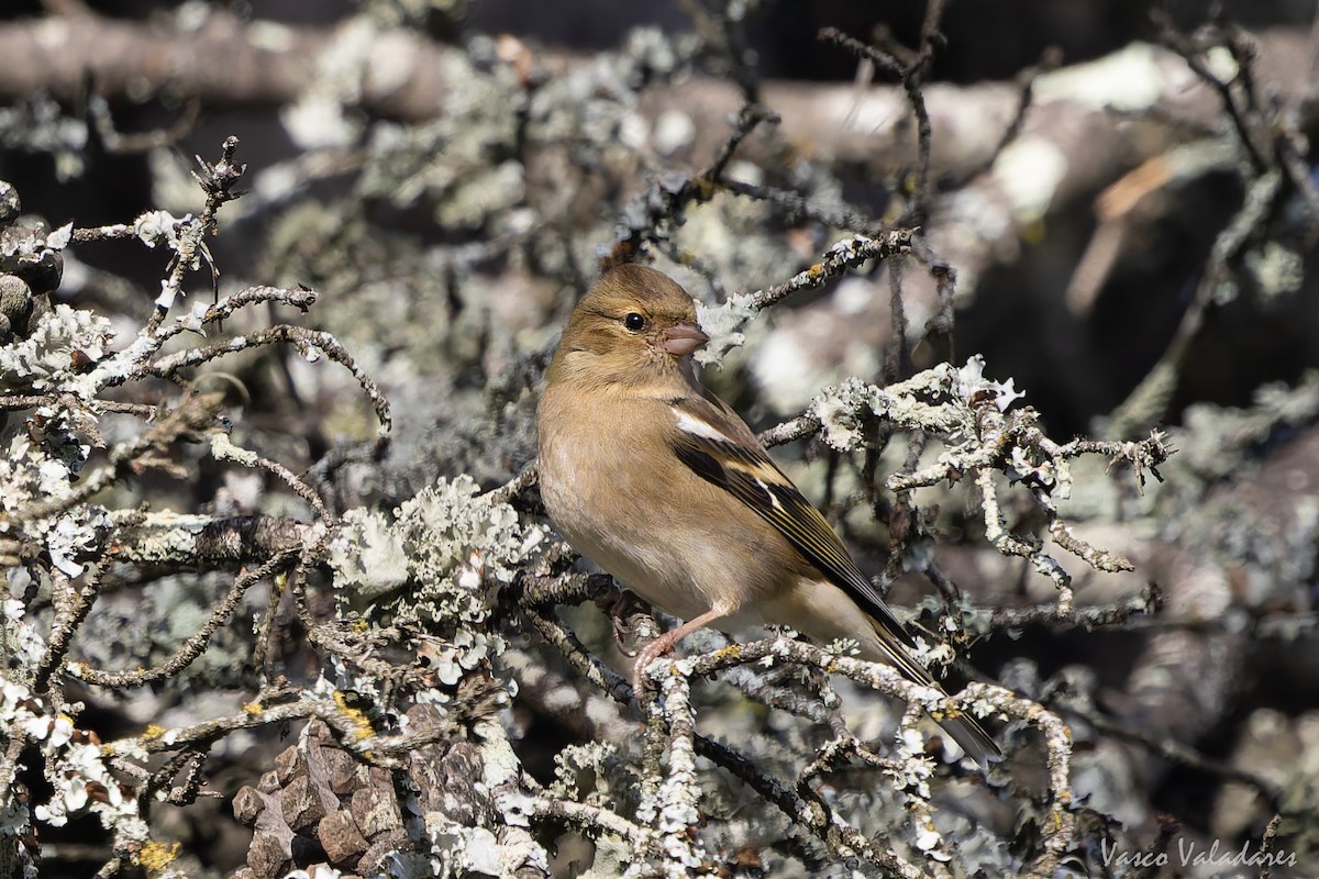 pěnkava obecná - ML646193667