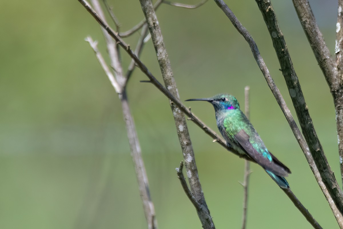 White-vented Violetear - ML646193668