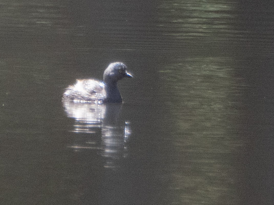 Least Grebe - ML646193671