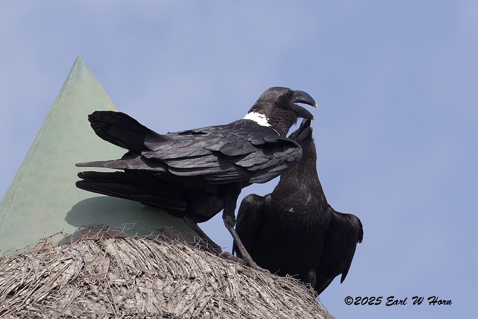 White-necked Raven - ML646193677
