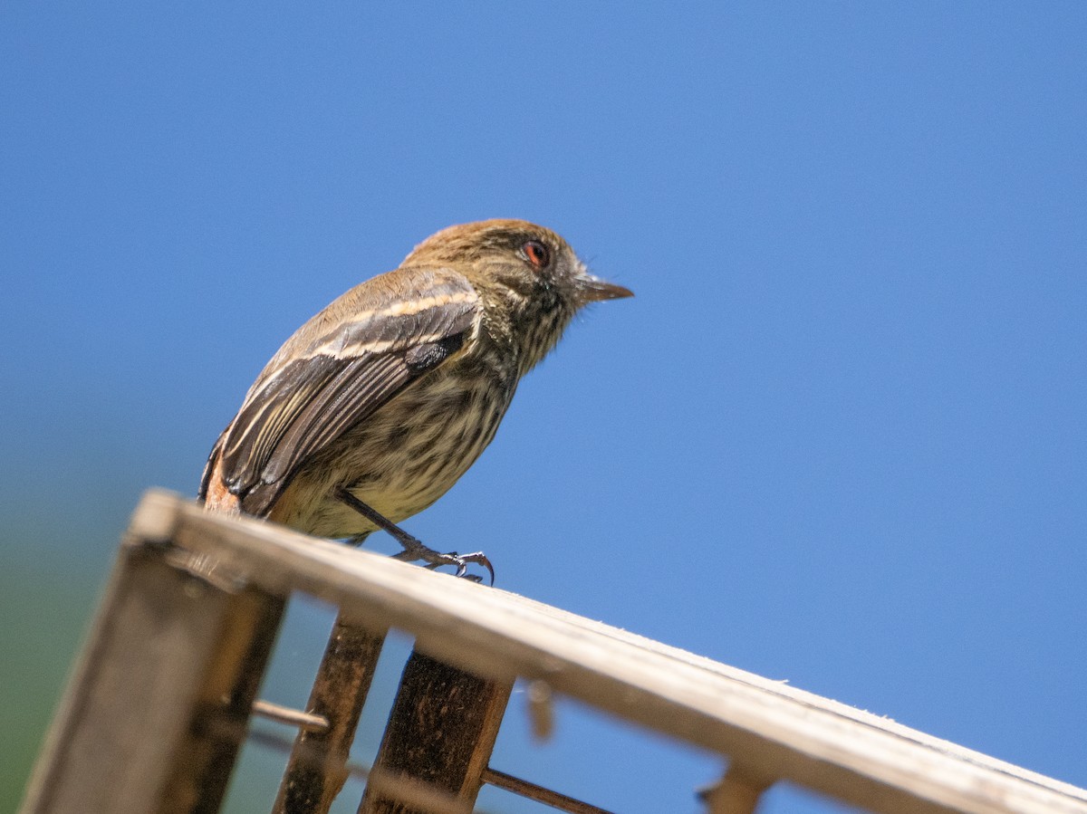 Blue-billed Black-Tyrant - ML646193679