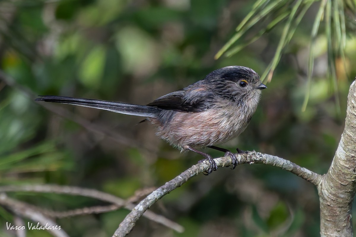 mlynařík dlouhoocasý - ML646193686