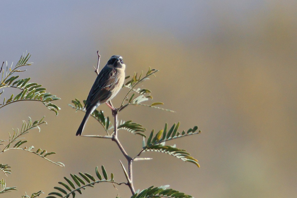 Black-throated Accentor - ML646193688