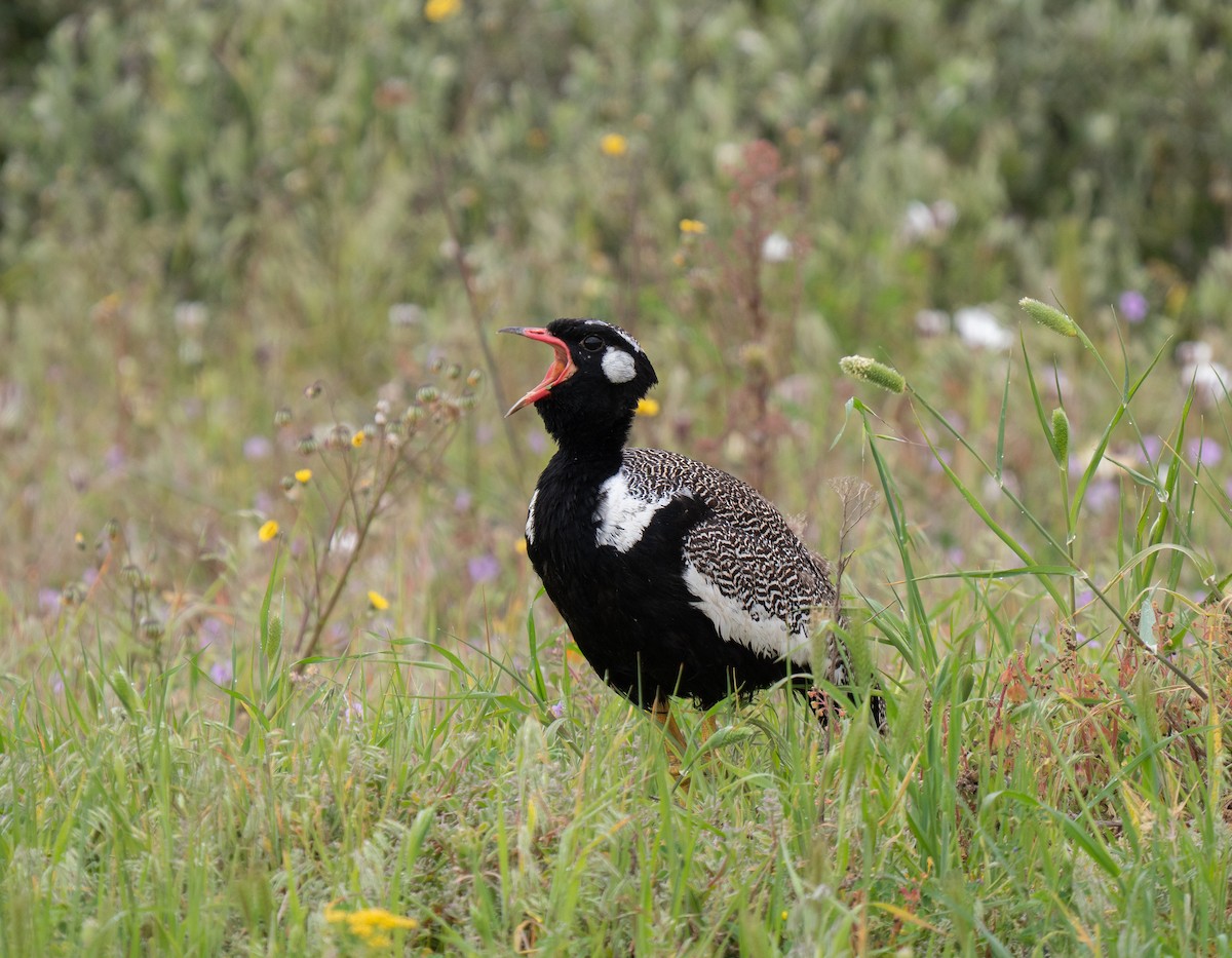 drop bělolící - ML646193691