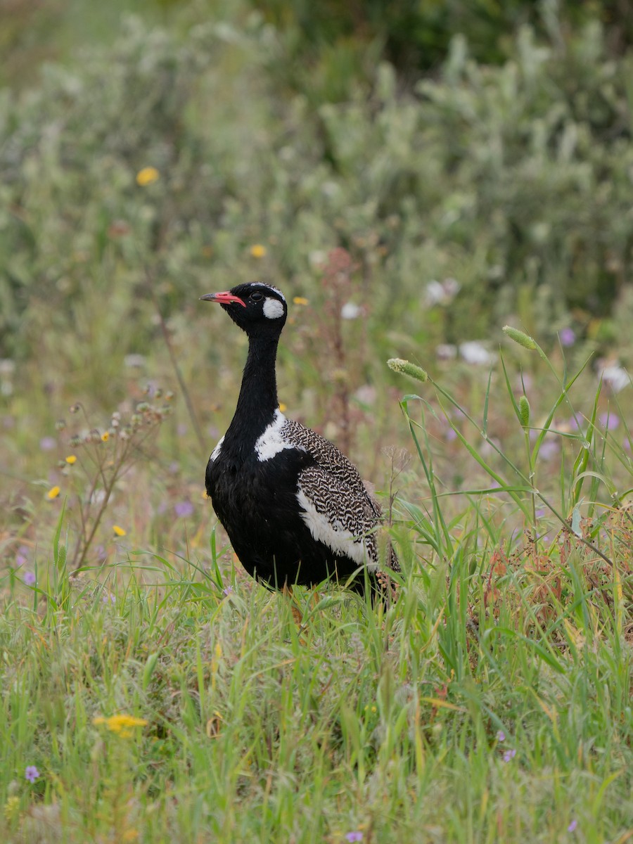 drop bělolící - ML646193692