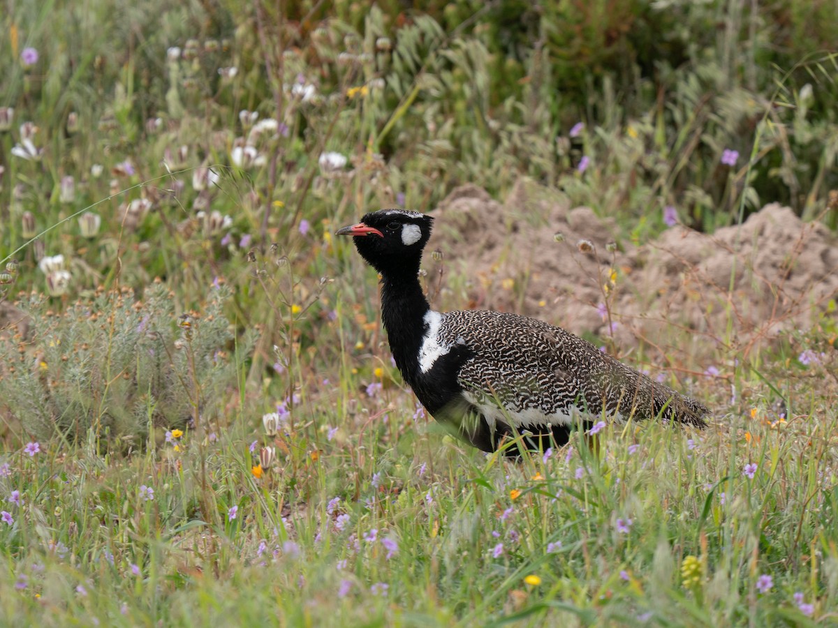 drop bělolící - ML646193693