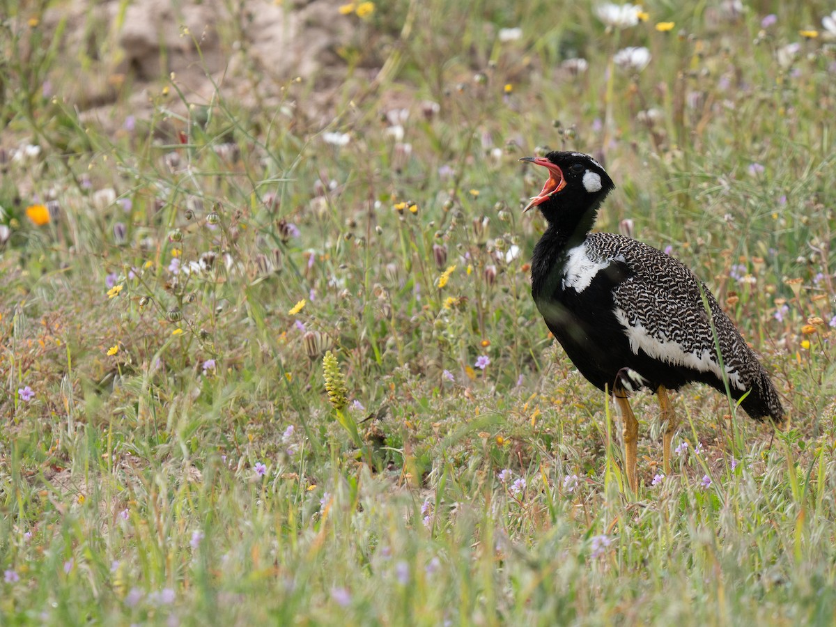 drop bělolící - ML646193694