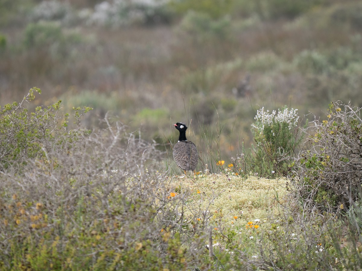 drop bělolící - ML646193695