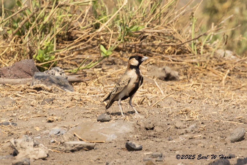 Fischer's Sparrow-Lark - ML646193701