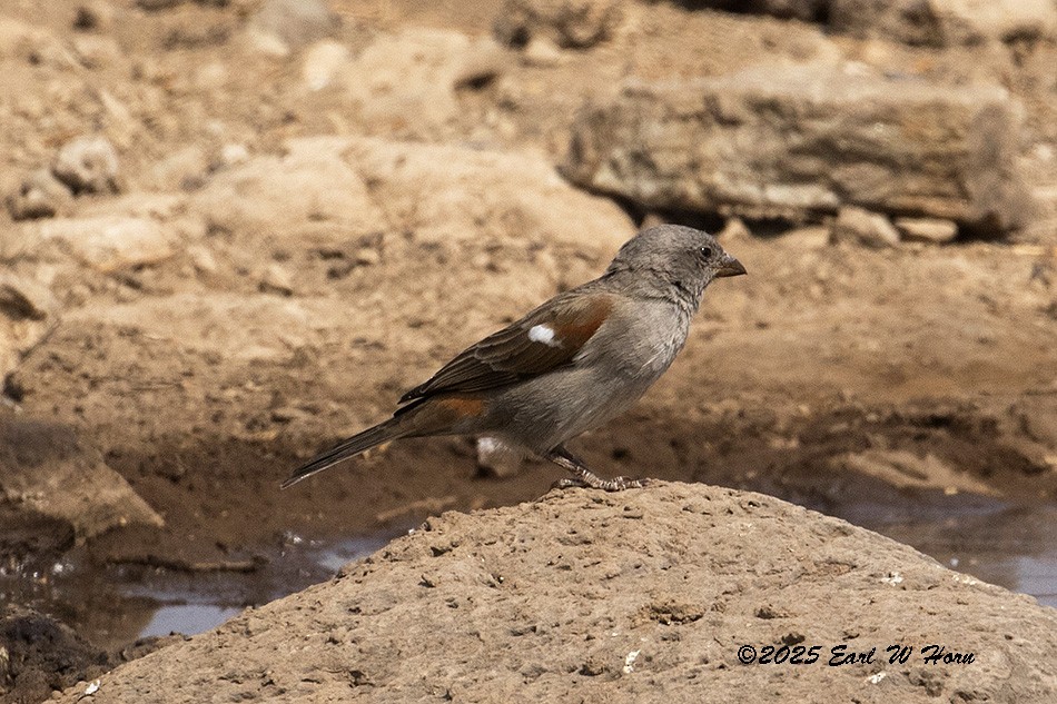 Swahili Sparrow - ML646193708