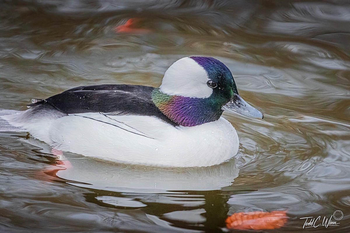 Bufflehead - ML646193713