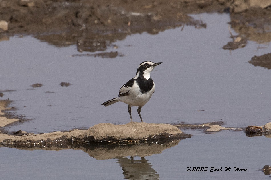 African Pied Wagtail - ML646193718