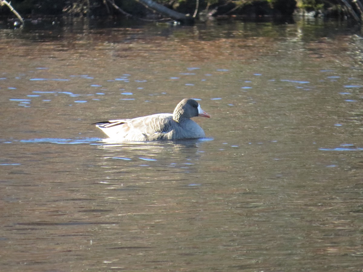 Greater White-fronted Goose - ML646193719
