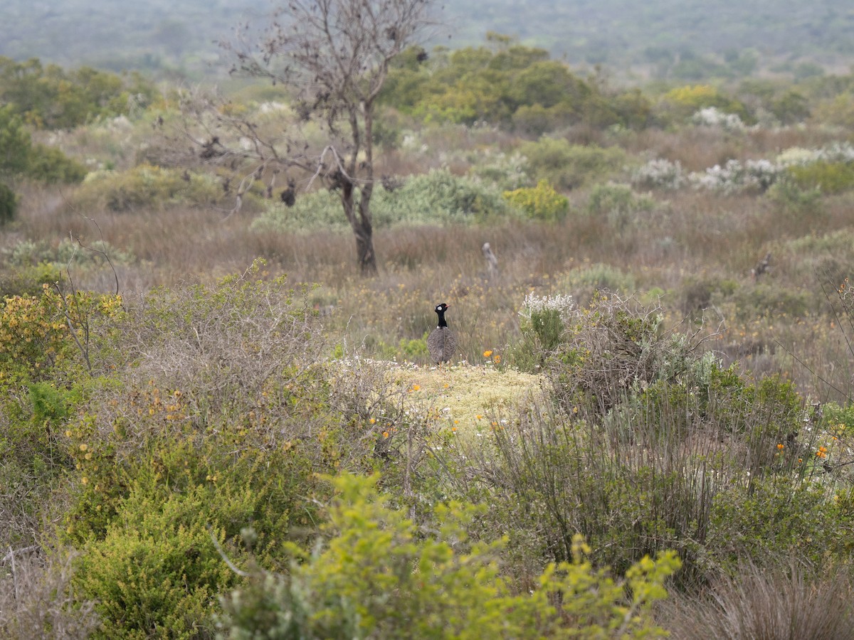 drop bělolící - ML646193725
