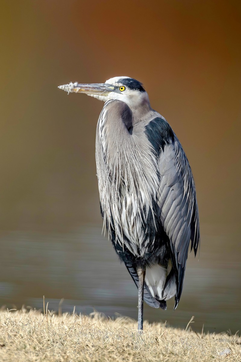 Great Blue Heron - ML646193726