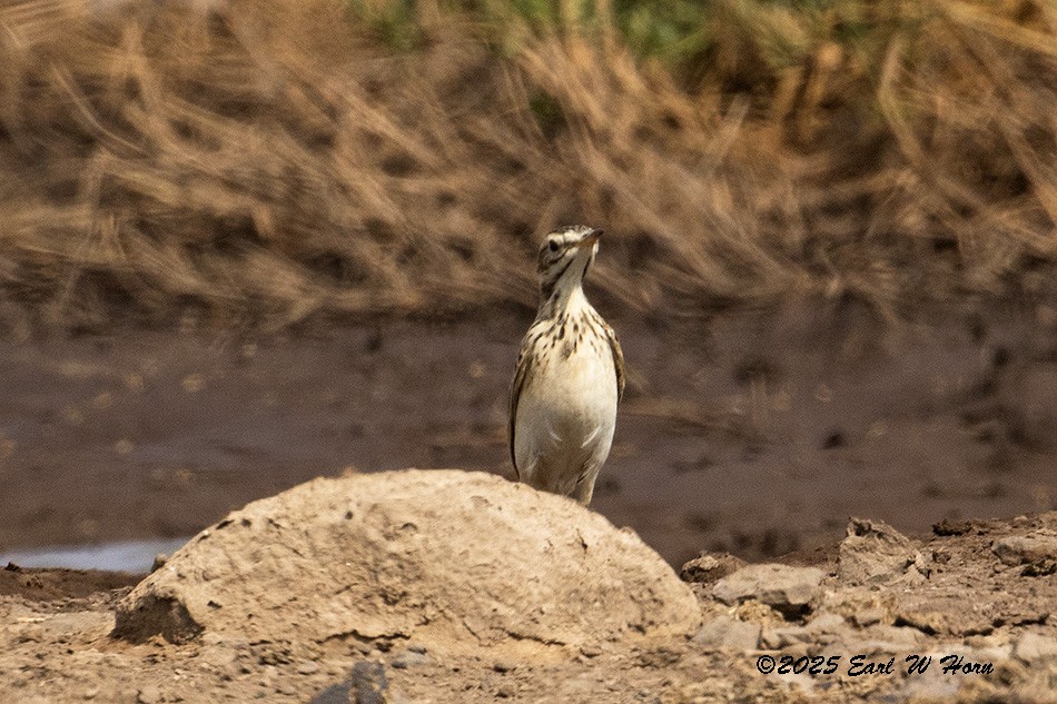 African Pipit - ML646193728