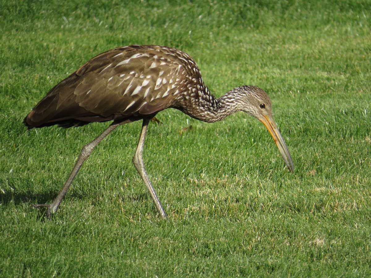 Limpkin - ML646193739
