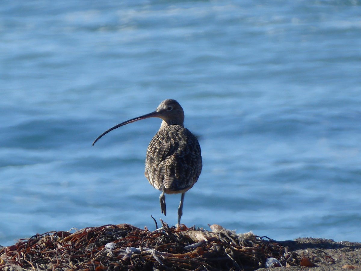 Кульон американський - ML646193740