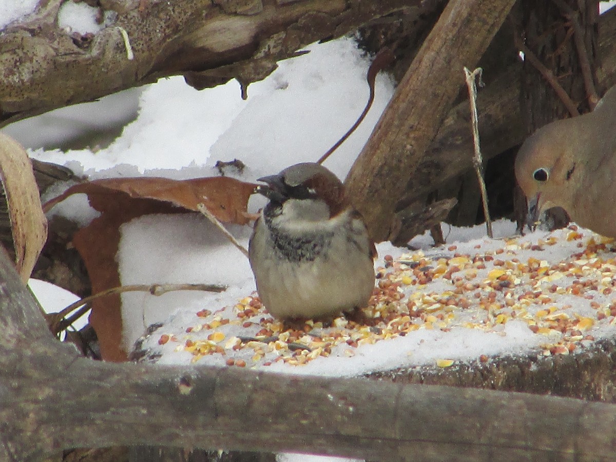House Sparrow - ML646193741
