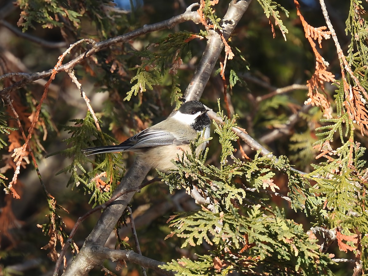 Гаїчка світлокрила - ML646193750