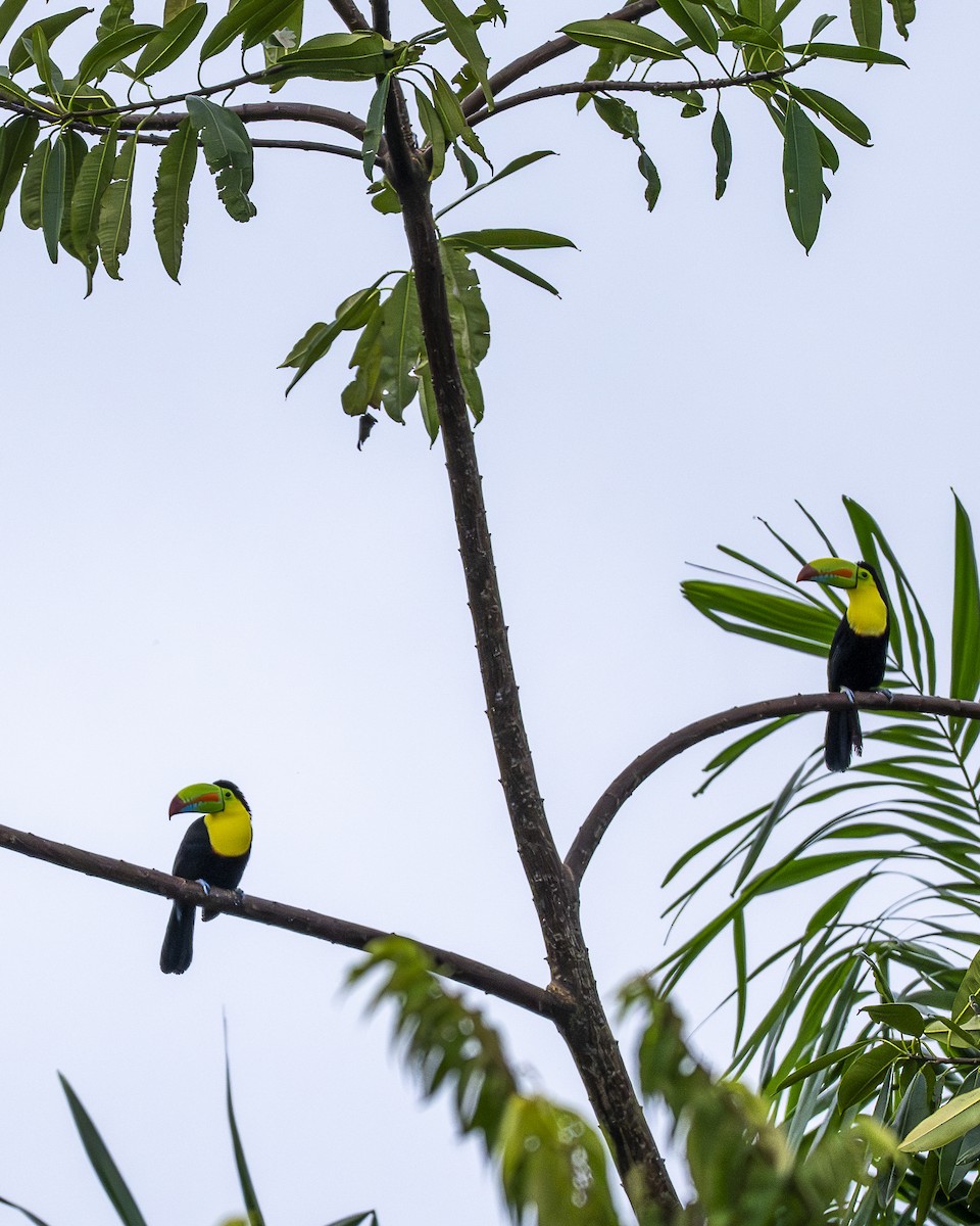 tukan středoamerický - ML646193751