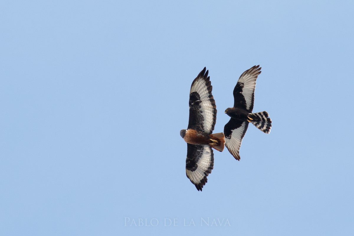 Black Harrier - ML646193757