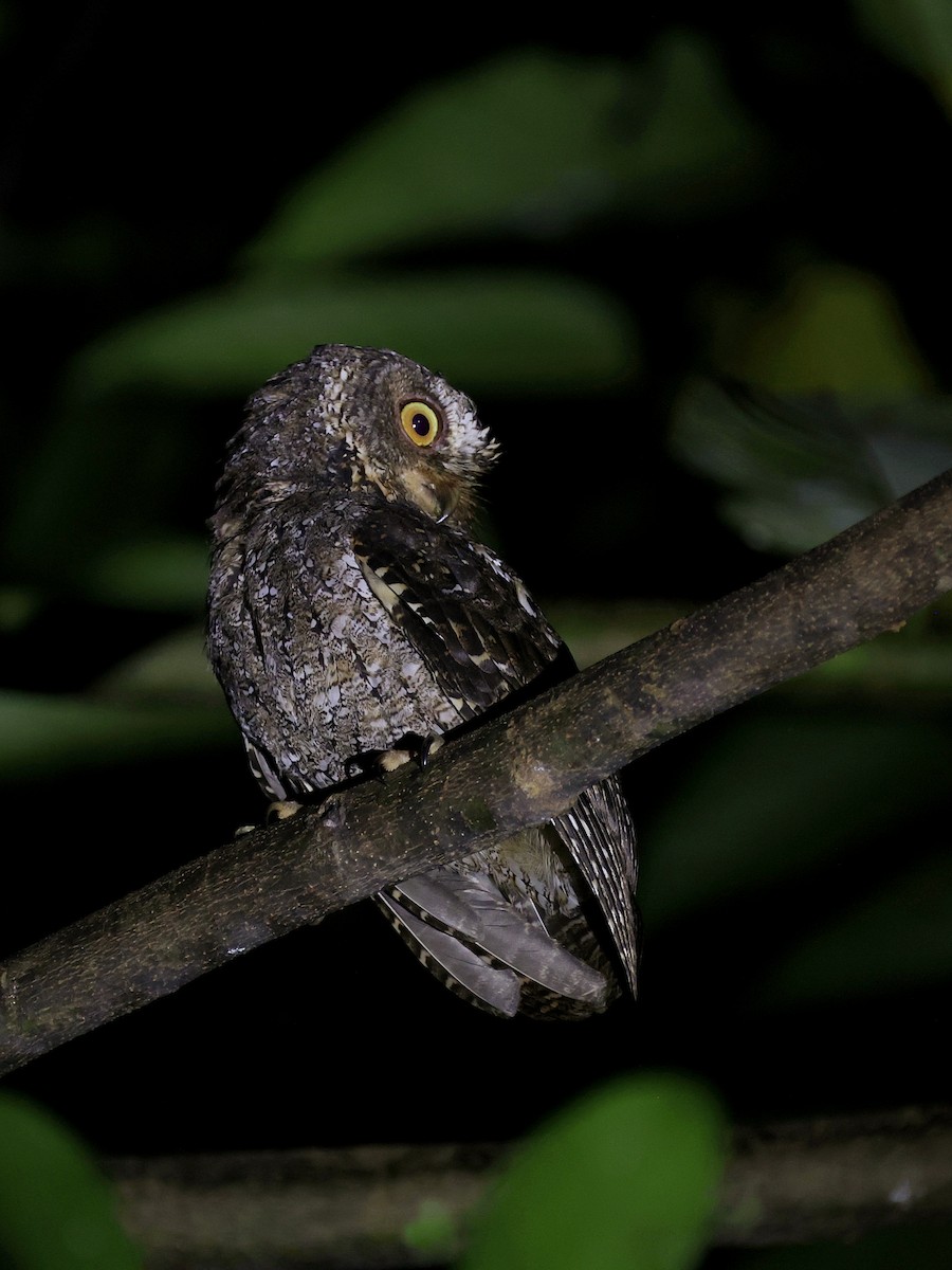 Sulawesi Scops-Owl - ML646193762