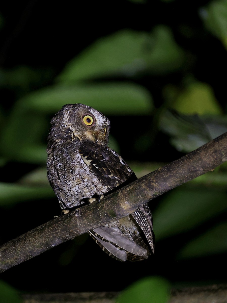 Sulawesi Scops-Owl - ML646193763