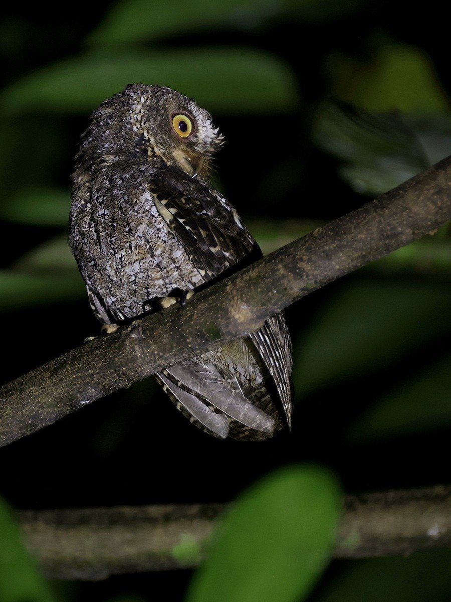 Sulawesi Scops-Owl - ML646193764