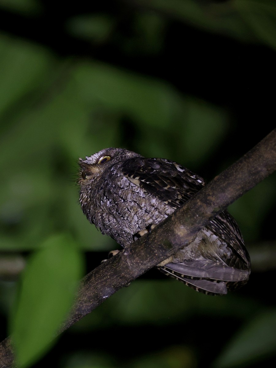 Sulawesi Scops-Owl - ML646193765