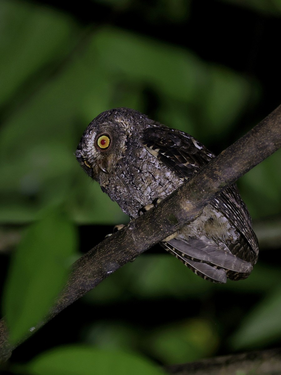 Sulawesi Scops-Owl - ML646193766