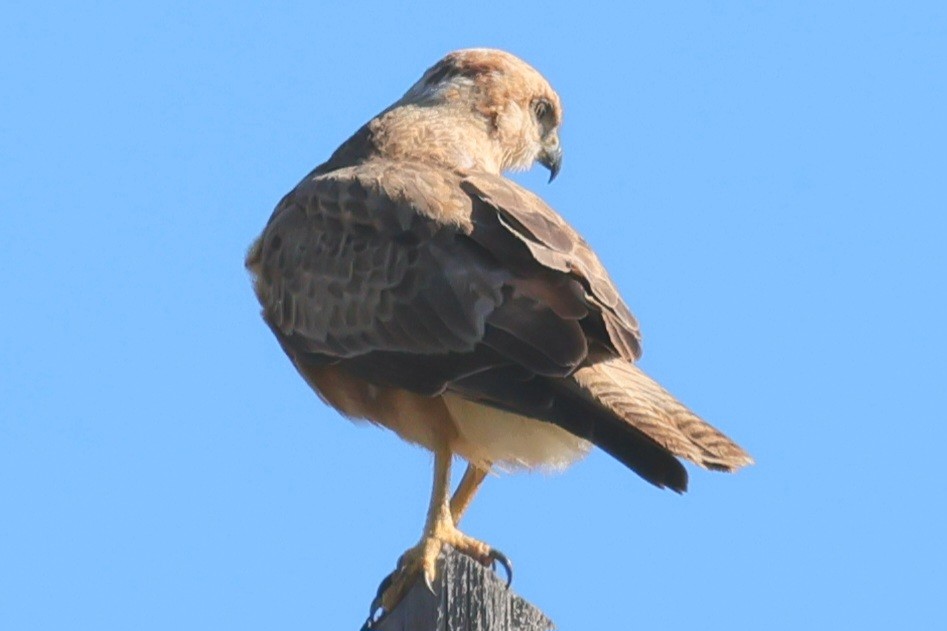 Long-legged Buzzard - ML646193769