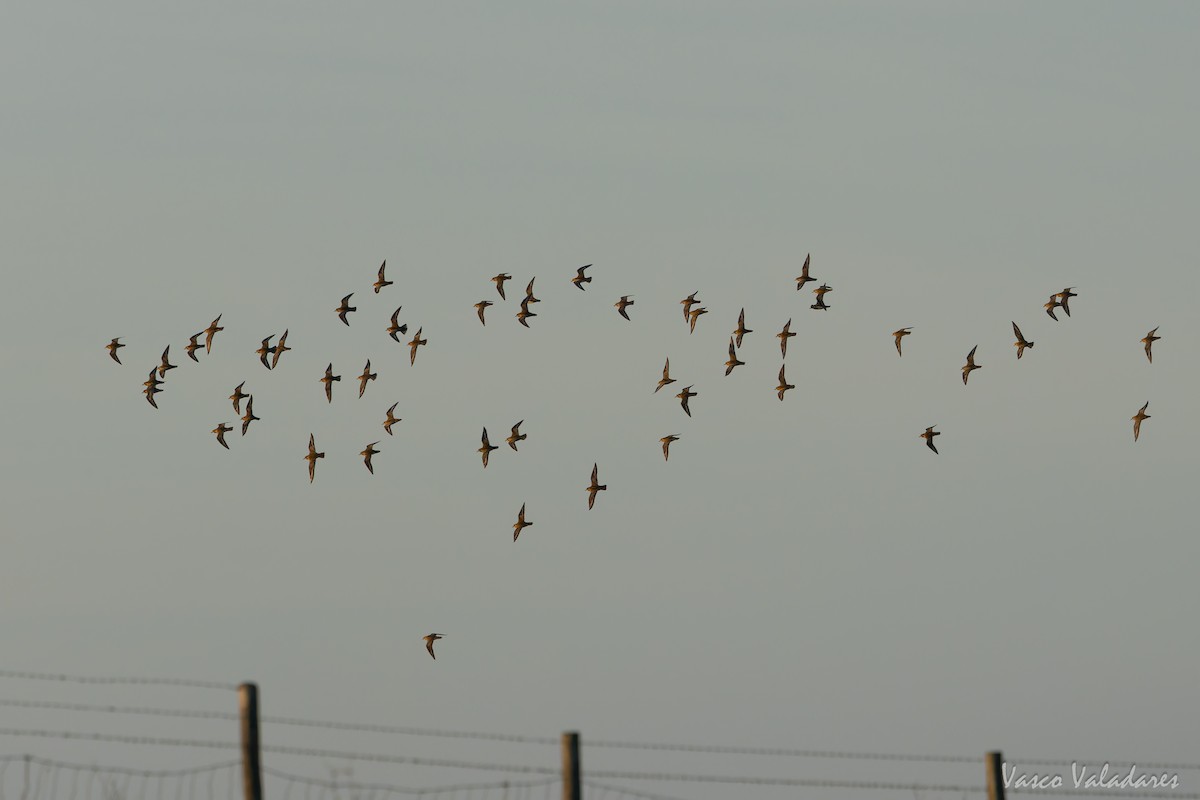 Сивка звичайна - ML646193789